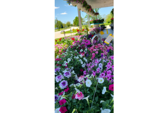 $20 Gift Certificate